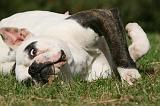 BOULEDOGUE AMERICAIN 301